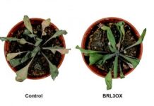 Research: Researchers generate plants with enhanced drought resistance without penalizing growth —