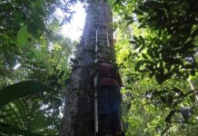 Research: Amazon forests failing to keep up with climate change —