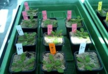 Research: Exploiting epigenetic variation for plant breeding —