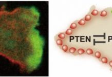 Research: Molecular inhibition gets cells on the move —