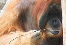 Research: Orangutans spontaneously bend straight wires into hooks to fish for food —
