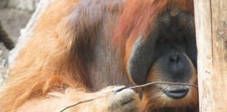 Research: Orangutans spontaneously bend straight wires into hooks to fish for food —