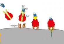 Research: Toxin complex of the plague bacterium and other germs decoded —