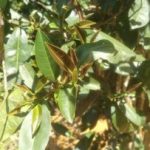 Study: A newly discovered, naturally low-caffeine tea plant — (Details)