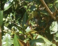 Study: A newly discovered, naturally low-caffeine tea plant — (Details)