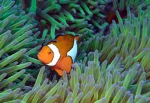 Research: The secret behind coral reef diversity? Time, lots of time —