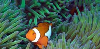 Research: The secret behind coral reef diversity? Time, lots of time —