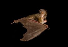 Research: Unique study shows how bats maneuver —