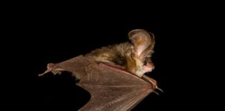Research: Unique study shows how bats maneuver —