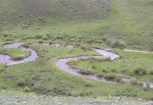 Research: Yellowstone streams recovering thanks to wolf reintroduction —