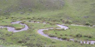 Research: Yellowstone streams recovering thanks to wolf reintroduction —