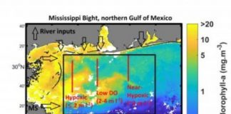 Research: What could cause the Mississippi Bight to become hypoxic? —