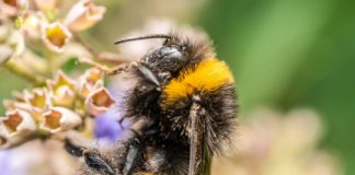Research: Pesticide exposure can dramatically impact bees’ social behaviors, study shows —