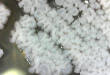 Research: Broad genome analysis shows yeasts evolving by subtraction —