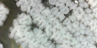 Research: Broad genome analysis shows yeasts evolving by subtraction —