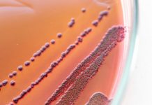 Research: Is it possible? Evolutionary biologists explore the role of history in evolution —