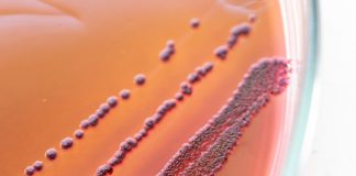 Research: Is it possible? Evolutionary biologists explore the role of history in evolution —