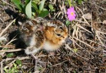 Research: Decline in shorebirds linked to climate change, experts warn —