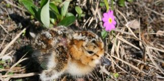 Research: Decline in shorebirds linked to climate change, experts warn —