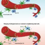 Study: A newly identified immune cell mines the blood for allergens to directly trigger inflammation — (Details)