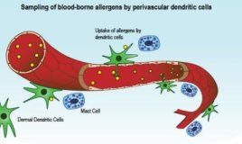 Study: A newly identified immune cell mines the blood for allergens to directly trigger inflammation — (Details)