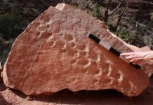 Research: Geologist investigating 310 million-year-old fossil trackway from ancient reptilian creature —