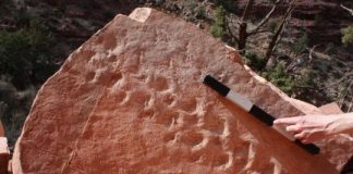 Research: Geologist investigating 310 million-year-old fossil trackway from ancient reptilian creature —