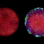 Study: Embryos ‘remember’ the chemicals that they encounter — (Details)