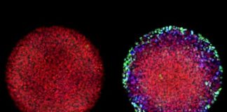 Study: Embryos ‘remember’ the chemicals that they encounter — (Details)