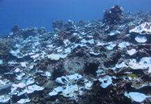 Research: Study tracks severe bleaching events on a Pacific coral reef over past century —