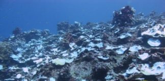 Research: Study tracks severe bleaching events on a Pacific coral reef over past century —