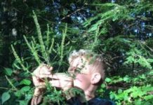 Research: Predictive model suggests surge in weed —