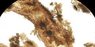 Research: A toast to the proteins in dinosaur bones —