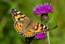 Research: Sequencing pollen DNA to discover insect migratory routes —