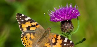 Research: Sequencing pollen DNA to discover insect migratory routes —