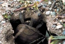 Research: Freshwater turtles navigate using the sun —