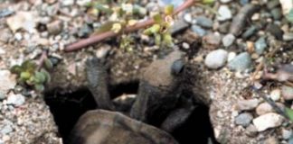 Research: Freshwater turtles navigate using the sun —