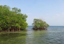 Research: Coastal environments are highly effective at capturing carbon —