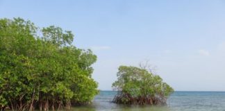 Research: Coastal environments are highly effective at capturing carbon —