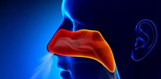 Study: Exosomes ‘swarm’ to protect against bacteria inhaled through the nose — (Details)