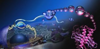 Research: A daring experiment delivers whopping evidence of the translational system’s seminal appearance in evolution —