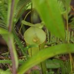 Study: How a spider and a pitcher plant can benefit from collaboration — (Details)