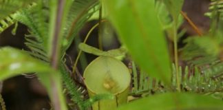 Study: How a spider and a pitcher plant can benefit from collaboration — (Details)