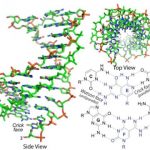 Study: Synthetic molecule invades double-stranded DNA — (Details)