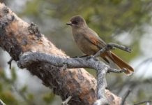 Research: Conservation areas help birdlife adapt to climate change —