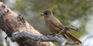 Research: Conservation areas help birdlife adapt to climate change —