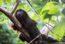Research: Weird evolution revealed in now-extinct monkey which inhabited Jamaica until a few hundred years ago —