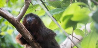 Research: Weird evolution revealed in now-extinct monkey which inhabited Jamaica until a few hundred years ago —