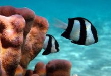 Research: Escape responses of coral reef fish obey simple behavioral rules —