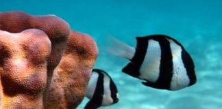 Research: Escape responses of coral reef fish obey simple behavioral rules —